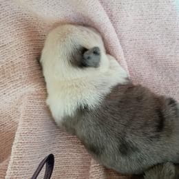 Blue Merle girl with white face - Brindle female Pug puppy in Fall Creek, Wisconsin from Heartville Pugs