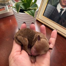 Mercedes - Red  female Poodle puppy in Naples, Florida from Paradise Paws