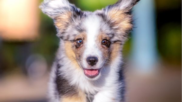 Find Toy Australian Shepherd puppies for sale near Burlington, VT