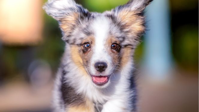 Toy Australian Shepherd