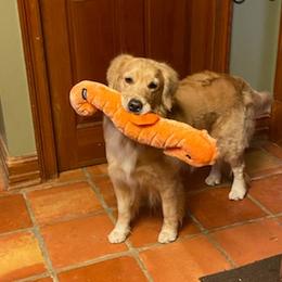 Golden Retrievers from Wyldtymes Goldens