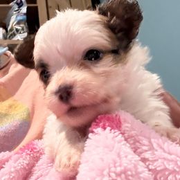 Riot - Red white and sable male Papillon puppy in Xenia, Ohio from 4 Paws Piper's Legacy Papillons