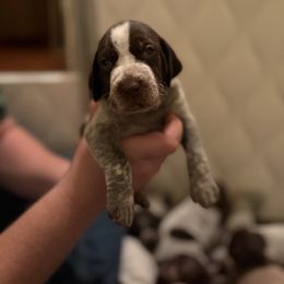 Light Blue - Liver and white female German Shorthaired Pointer puppy in Ash Flat, Arkansas from SmokePoint GSPs