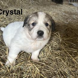 Crystal - White and badger female Great Pyrenees puppy in Coxs Mills, West Virginia from Bailey Family Farm