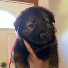Claudette - Sable female German Shepherd puppy in Winterport, Maine from Vom Stevens Old Fashioned German Shepherds