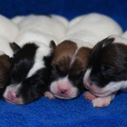 Jack Russell Terrier Puppies from 42 Jack Russell Terriers