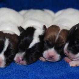 Jack Russell Terrier Puppies from 42 Jack Russell Terriers