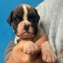 Bruno - Brindle male Boxer puppy in Elyria, Ohio from Just-A-Wyn Boxers