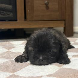 Victor - Gold male Shih Tzu puppy in Kc, Missouri from Snookums Shih Tzu
