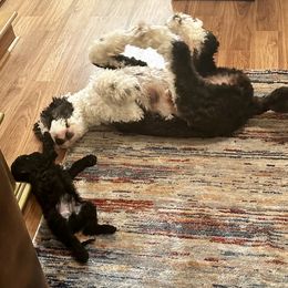 Sheepadoodle puppies from Spot On Doodles and Poodles