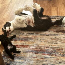 Sheepadoodle puppies from Spot On Doodles and Poodles