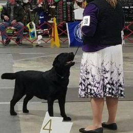 Labrador Retriever All Grown Up from EverOak Labradors