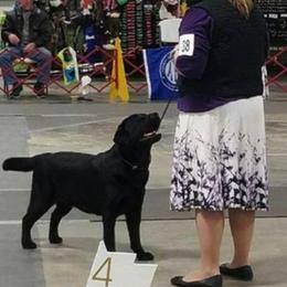 Labrador Retriever All Grown Up from EverOak Labradors