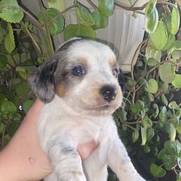 Dachshund Puppies from LPS weenies