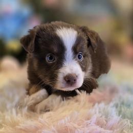 Boy 6 - Red tri male Miniature Australian Shepherd puppy in Ola, Arkansas from Peaceful Acres