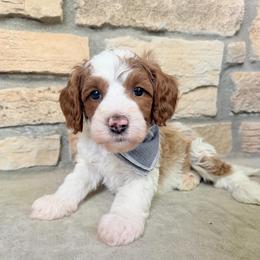George - Blenheim male Cavapoo puppy in Fort Lupton, Colorado from Puppy Paws Colorado