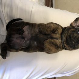 Boy 2 - Chocolate Dachshund puppy in Baton Rouge, Louisiana from Carmen Coon's Dachshunds