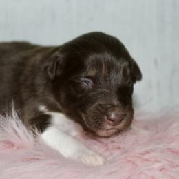 Kiki-1500 - Red tri-color female Australian Shepherd puppy in Star City, Arkansas from Circle P Farm Australian Shepherds