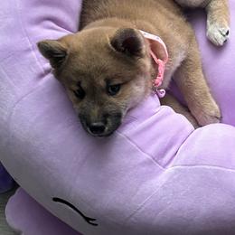 Shiba Inu Puppies from The Animal Farm Shiba Inus & Mameshibas