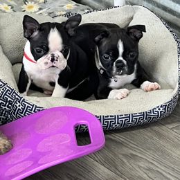 Mickey - Black brindle and white male Boston Terrier puppy in Shell Knob, Missouri from Stoneridge Kennel