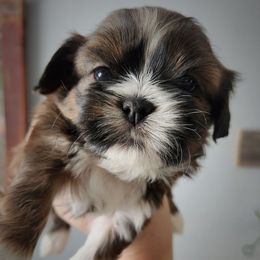 Tramp - Brindle male Shih Tzu puppy in Wolcottville, Indiana from Ducky's Doodles