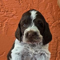 Leonberger and Spinone Italiano Puppies from Starfire Leonbergers and Spinone Italiano