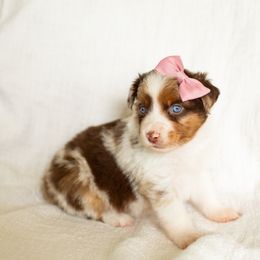 Drama - Red merle female Miniature Australian Shepherd puppy in Waco, Texas from Blue Rain Aussies