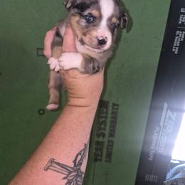 Honor - Blue merle male Toy Australian Shepherd puppy in Humansville, Missouri from Tater Tot aussies