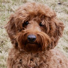 Redd - Australian Labradoodle