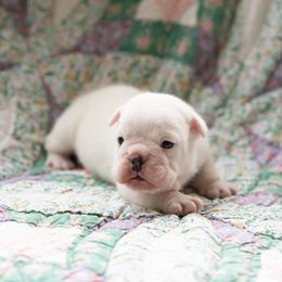 Bulldog Puppies from Brandywine Bulldogs