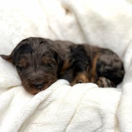Gunter - Merle male Goldendoodle puppy in Spokane, Washington from Goldendoodles on the Prairie
