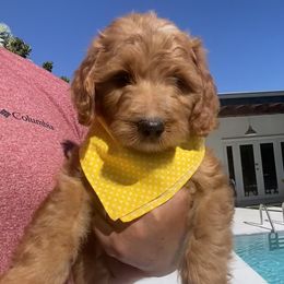 Jed - Red male Labradoodle puppy in Miami, Florida from DG Labradoodles