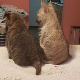 Cairn Terrier Puppies from Ferguson's Cairn Terriers