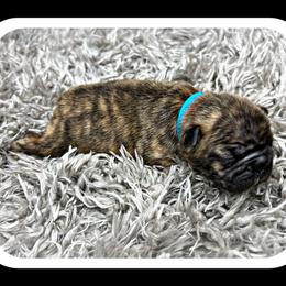 French Bulldog Puppies from Central Frenchie Haven