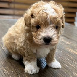 Madden - Red male Maltipoo puppy in Lebanon, Kentucky from Mosaic Merle Doodles