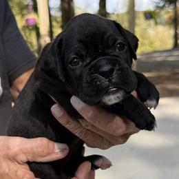 Rosa - Brindle female Boxer puppy in Taft, Tennessee from Hillbillie Boxers