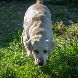 Labrador Retrievers from Brazil’s Elite Labradors