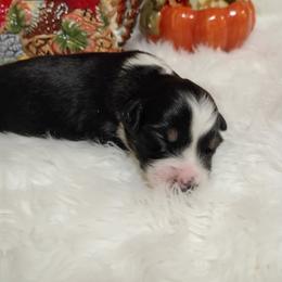 Australian Shepherd Puppies from SugarWood