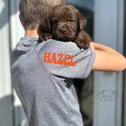 Hazel - Chocolate female Dilute Retriever puppy in Forest City, Iowa from Helm Labs
