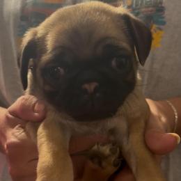 Boy 2 - Fawn male Pug puppy in Gadsden, Alabama from Gadsden Pugs