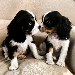 Cavalier King Charles Spaniel Puppies from Heaven Sent Cavaliers