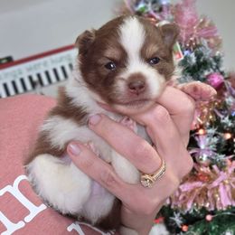 Chocolate tri boy - Chocolate male Pomeranian puppy in Brighton, Colorado from POMS OF CBBK