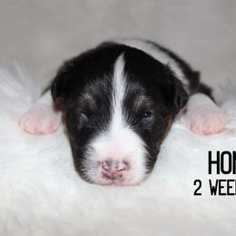 Hondo - Black tri-color male Australian Shepherd puppy in Plain City, Utah from Lost Creek Aussies