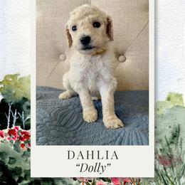 Dahlia - Cream female Labradoodle puppy in Kingman, Arizona from The Dood Ranch