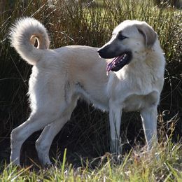 Anatolian Shepherd Dogs from Birinci Anatolians