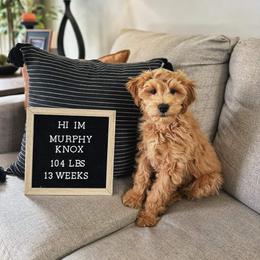 Goldendoodle Puppies from Highland Grove Doodles, LLC