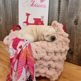 JUSTIN - Yellow Labrador Retriever puppy in Deer Park, Washington from PFR Labradors