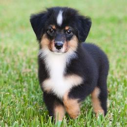 Simon - Black tri male Miniature American Shepherd puppy in Palacios, Texas from Coastal’s Miniature American Shepherds