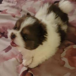 Boy 1 - Chocolate parti male Pomeranian puppy in Syracuse, New York from Precious Fancy Feet Pomeranians