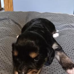 Pete - Pink - Tri-color male Bernedoodle puppy in Carlisle, Iowa from Farnsworth Bernedoodles